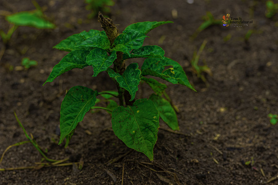 Touch Intercultural farm project12