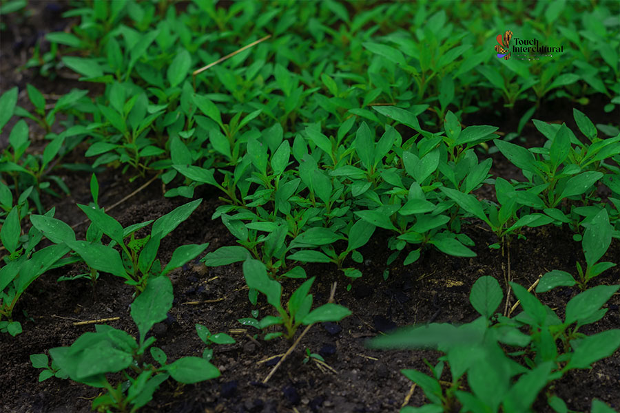 Touch Intercultural farm project14