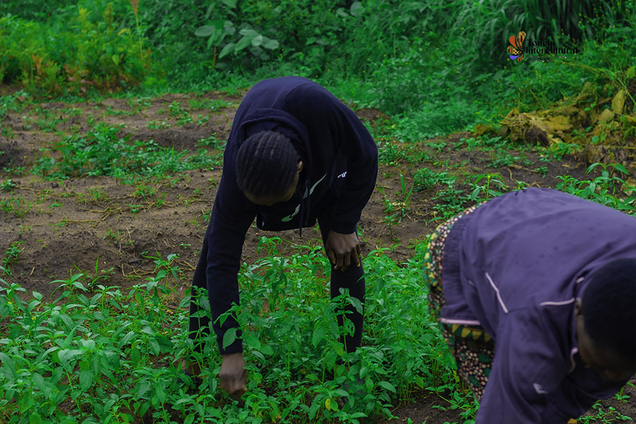 Touch Intercultural farm project5