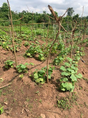 Farm Plantations