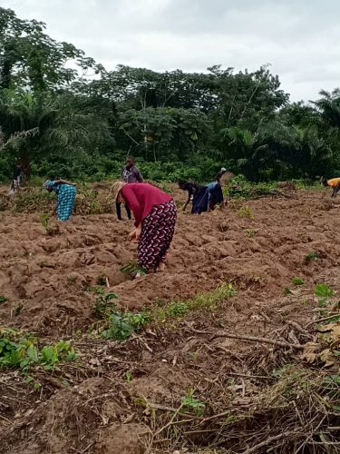 Planting of maize