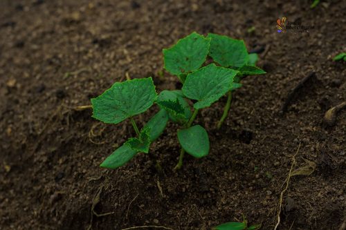 Touch Intercultural farm project1