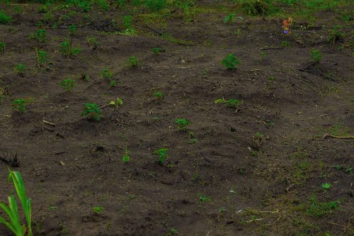 Touch Intercultural farm project13