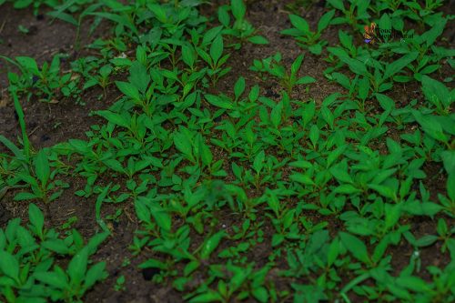 Touch Intercultural farm project2
