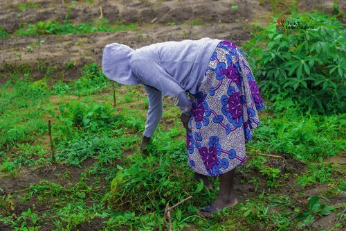 Touch Intercultural farm project3