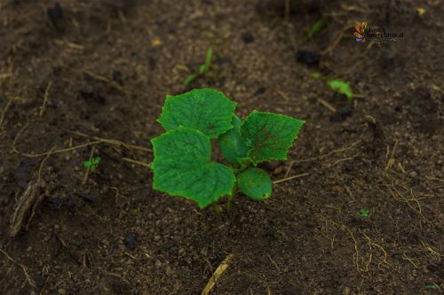 Touch Intercultural farm project6