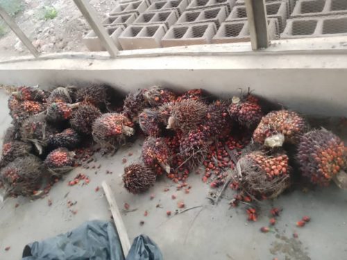 Palm kernel Harvest by touch intercultural