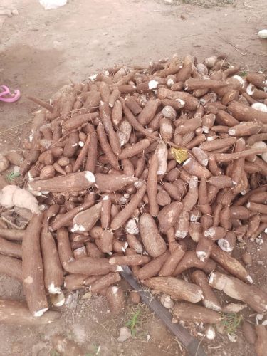 Cassava Harvest by touch intercultural
