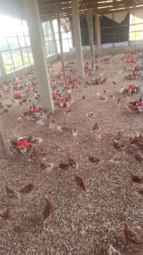 Poultry Pen