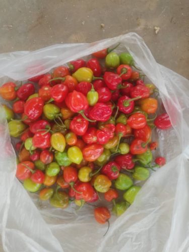 Farm Harvests