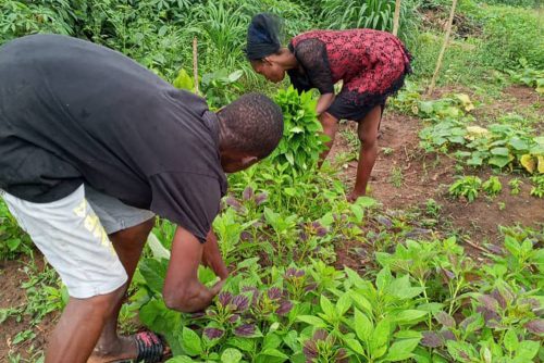 Farm Cultivations